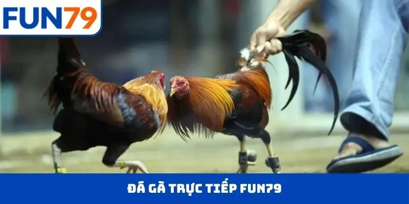 đá gà trực tiếp