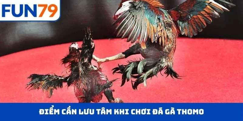 Điểm cần lưu tâm khi chơi đá gà Thomo