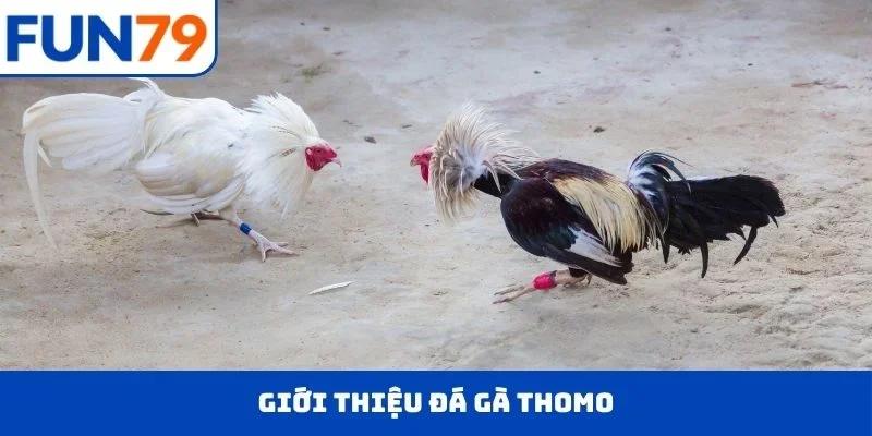 Giới thiệu đá gà Thomo