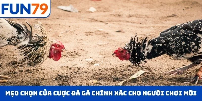 Mẹo chọn cửa cược đá gà chính xác cho người chơi mới